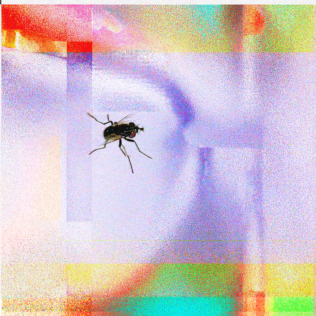 Muha abstract